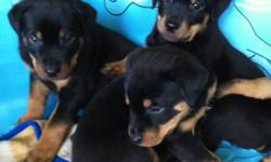 Beautiful pups. Family raised. All shots, tails, dew claws, deworming complete. Eight weeks old. Please call 604-726-7918
This ad was posted with the Kijiji Classifieds app.