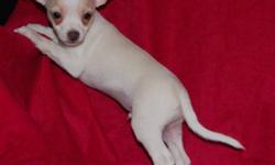 What a pleaser
White with short hair and tan markings around the eyes.
He has had his 1st set of shots and is eating hard food.
He is very calm and good with other Chihuahua.
Expect him to be in the 4lb range when full grown.