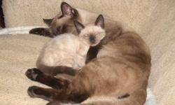 Male Siamese cat 1 1/2 years old. Great attitude, beautiful and a great breeder. Used to other animals. Friendly.