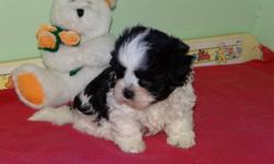 Malshi puppies born: Nov. 19th.  Both parents are Shih Tzu x Maltese, mother is 8 lbs.  father is 10 lbs.
 
Two male puppies available, both have really nice markings and are playful, healthy puppies.  Non-shedding,
Great for home or apartment living.