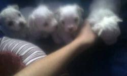 4 PUPPIES  FOR SALE
WHITE
NON SHEDDING HYPO - ALLERGENIC
 
READY TO GO
 
NIAGARA FALLS
 
289 686 8592
 
CALL AFTER NOON
