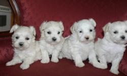 We are taking down payment on these sweets tiny purebred Maltese puppies; they are non-shedding and hypoallergenic, 1 girls and 1 boys left, they will be ready to go for there new home January 20, 2012, puppies up to date on shots and de-wormed; come with