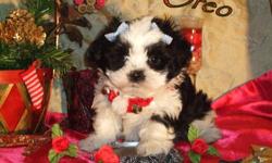 I have two adorable little girls and one handsome boy available to loving homes, that are just in time for Christmas! Colors range from Black with White, to creamy Chocolate with White. These precious angels are hypo-allergenic and non-shedding. They