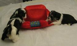 Four adorable male maltese/Shih Tzu babies, born Nov.11.
They are not ready to go yet but you can reserve your puppy now with a deposit. We have both parent for viewing.
Before they'll leave our home, they will have their first shot, deworming and