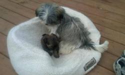 2 puppies for sale, 1 male and 1 female.  Lucy is a Maltese/Shihtzu born on April 15th, 2011. Diego is a Shihtzu/Yorkshire Terrier, born on July 21st, 2011. These are two loveable family dogs and are great with children. Selling puppies due to a lack of