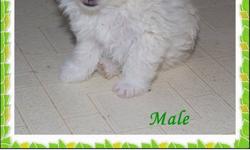 Are you looking for a small, cuddly little puppy. We have just what you are looking for.
 
We have a small pomeranian x maltese. Weighs 1.12.
He has had his vaccination and has been dewormed.
He is looking for a loving home.
Both parents available for