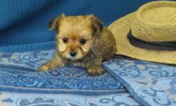 I am looking for homes for my puppies. Their mom is a maltese and their dad is a Yorkshire Terrier. 3 boys available and 3 girls. Some have the brown haircoat and the others look more like their dad a handsome little Yorky!
 
Go home with shots &