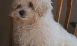 Look at that face!!!!!!  Our little Malti-poo Nelson seems to be waiting for just the right home.  At 15 weeks of age he is calling you with those eyes!!  "It's time for my new family"   He is a 50/50 mix of the Maltese and the Poodle.  Nelson loves