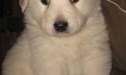 These adorable puppies will be medium to large dogs when fully grown. Mama Myla is a Maremma. She is a family dog and great with children. The puppies are already used to being handled by kids and seem to enjoy it.
4 puppies have not yet been reserved.