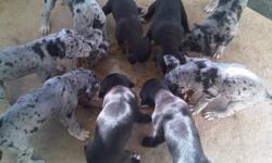 Pure Bread Great Danes-
We have 3 Left
1 Blk Male/2 Blk Females
10 weeks old and lovely 
First set of shots and deworming program