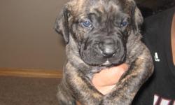 Raised in a lovable enviornment with kids and other dogs. Puppies will be house trained  and socialized at 8 weeks. Beautiful brindle color 4 female and 2 male available. Both parents purebred and registered.
Please contact for more information
Email