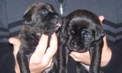 We have 13 beautiful Pure Bred Mastiff Puppies looking for their forever loving home. There is 7 females(one which is a blue) and 6 males(three which are blue). All puppies have had their tails and dew claws removed. These wonderful puppies will be great