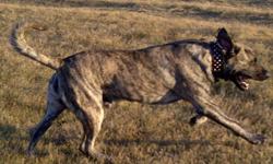 Mastiff for sale. Needs large yard. Wonderful with children. His name is Rocco. We are a busy family and do not have the time for him. So if anyone is interested give kim a call at: 403-848-3318 Thank you
