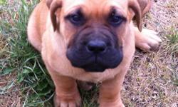 1 Female Mastiff X Dogue de Bordeaux (French Mastiff) puppy is ready to go to a new home. She is Black Brindle and is the only one left from her litter. She is sweet and full of energy, she'd likely enjoy a home with kids and/or other dogs.
 
We own both