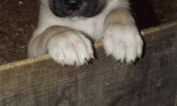 Now Available (only 4 left)
Â¾ English Mastiff x Great Pyrenees Pups
8 weeks old (Born September 5, 2011)
First shots, vet checked and de-wormed, with an excellent bill of health! 
Dad is a pure bred English Mastiff and the Mom is a English Mastiff x Great