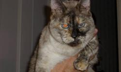 Beautiful, mature Flame Point Siamese and Tortie Point Siamese. Both are females. Very friendly. Both have been spayed and declawed front and back. These dear girls have never been outside, except for their trips to the vet, so they would like to live in