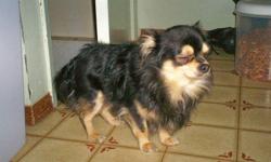 this little fella is a 1 yr old racoon faced long haired chihuahua  that is ready for his new ( loving home only). beside's being very cute, he's very small (6 lb's)
and is very affectionate , loving and quiet but will definitly let you know if someone is