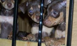 I have 4 female chocolate min pins ready to go asap.
Email or text 803 1339