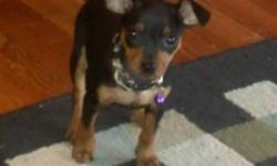 We have an almost 4 month old MINATURE PINSCHER that needs a forever home...she needs someone who DOES NOT work, she doesnt do well being left alone. She is well socialized with other dogs(she plays very ruff with other dogs), cats and kids...is a lil shy