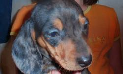 Happy, healthy little mini Dachshund puppy for sale. Vet checked, vaccinated and dewormed. 1 male. Comes with a written one year guarantee, vet certificate and a puppy pack. We are asking $400.00.