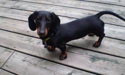 Beautiful miniature daschund.  Male, 1 year old.  Black and brown colour.  Fun loving, happy little guy.  Comes with crate, melamine feeding bowls, toys.  Shots up to date.  Good with children.  Puppy pad trained.  Housebreaking in progress.  Knows some