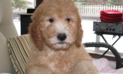 We have 1 female mini goldendoodle available from a litter of 8.  She is 12 weeks old and ready to go!!  She is a sweet loving girl who loves to cuddle.  She is non-shedding and will be about 35 lbs. She comes with her 1st shot, is dewormed, vet checked,