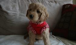 Adorable first generation Mini Goldendoodles born October19, 2011.
These puppies are affectionate, intelligent, social, light  to no-shedding! Tender with children and other animals. They are great family dogs. "Just want to please you, Golden