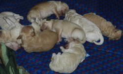 Mini Goldendoodle Puppies available to go home mid February.
Mother is an F2B Petite Standard (38 lbs)
Father is an F1 Mini Goldendoodle
Both parents have excellent health records and great personalities.
Puppies will average 35lbs.  Tan/beige. Curly,