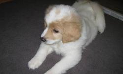 10 week old mini GoldenDoodle female puppy
White with redish/brown marking around eyes
Approximately 75% outside trained
Very playfull and great with children, came from a litter of 4. Rest all sold.
Has had all first shots and Vet check as well as