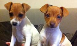 2 Gorgeous Red and White male Rat Terrier puppies. 7 weeks old. Raised in loving home. Come with first puppy shots and deworming. Will be 8-10lb full grown. This breed makes phenomenal family pets, highly intelligent, loyal and affectionate. Calmer in