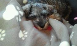 *** We love him but are allergic to him***  4 month old male intact miniature schnauzer.  Great family pet, good listener and house trained.  He is brilliant and so easy to train.  Responds to basic commands.  Has his first 2 sets of shots.  Looking for a