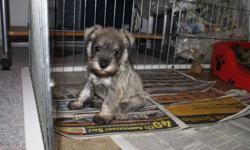 My purebred, registered mini schnauzer (Gabriella) had her puppies on June 26, 2011. Father is chocolate brown, registered and purebred. The mother is salt/pepper, registered and purebred. There is one black male, one black female and two salt/pepper