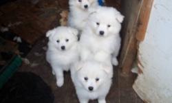 Beautifull miniature american eskimo puppies for sale after Oct. 15. In price included vet check up, first shot and deworming.  They are friendly, good with kids and other animals.  Very smard and easy to train. I'm taking deposits if you sirious bayer.