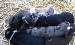 Miniature Australian Shepherd puppies. Should mature to 15-20 pounds. Loyal, active dogs with great personalities. Dew claws removed, tails docked. Red tri's, black tri's, blue merles, red merles. The black tri pictured is the father of the puppies. Call