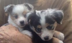 For sale: 6 week old pure bred miniature Australian shepherd puppies. 4 males & 1 female. All blue merles $500. Also 2 tri colored males 6 months old $250 call for more info 1-780-372-2387
This ad was posted with the Kijiji Classifieds app.