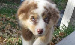 We have two older puppies looking for their forever homes.
They were born and raised in my home as members of the family, not in a kennel.
PRIMEAU is a red merle male Born July 31st. He is a georgous boy in colour, markings as well as personality. Loves