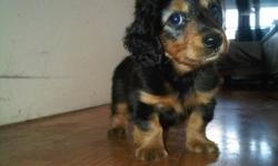 Black and Tan Beauty
"Solo", is looking for a new home. She is a pure-bred Mini Long-Hair Dachshund with gorgeous markings and unique light highlights over her eyes that make her look like she is wearing eye shadow.
She is a fantastic little bundle of
