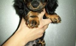 I have Miniature Dachshund puppies for sale!!
They come from a litter of 7 and there are 4 left looking for good homes.
They have been raised in my home and are very well mannered and are great with cats and small children.
The parents are between