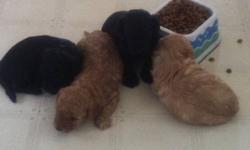Adorable black and apricot miniature poodle puppies. Ready to go early to mid December. Raised in family home with children.
This ad was posted with the Kijiji Classifieds app.