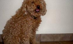 Are you still looking for a child friendly, lovable dog that will warm up your home? For sale are some very cute and friendly Miniature Poodle Pups. They are a great late Christmas gift to your loved ones.The mother of the Puppies is registered, and the