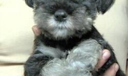 We have five salt and pepper females Miniature Schnauzer puppies still available. Miniature Schnauzers make the ideal family pet and companion. They are non-shedding, non allergenic, loving, intelligent and very easy to train. These puppies have natural