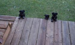Miniature Schnauzer puppies for sale, 3 males 2 females born Sept 4/11.
CKC registered and will have their first shots and health guarantee.
Will be ready for their new homes early November.