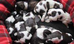 Claire and Cash keep on surprising us with their brightly coloured chocolate and white parti puppies.  Look at the coat patterns of these little beauties ? just outstanding.   There are 3 females and 4 males left.  Their maturity weights will vary ? from