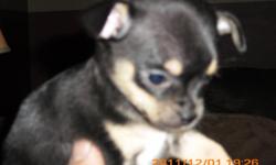Two short haired female miniture chihuahua puppies for sale, $600.00 each. Vet checked 1st shots and care package included.
Mom and dad both onsite. Mom had a litter of 3 pups however the only boy has already been sold. They love to play and are very