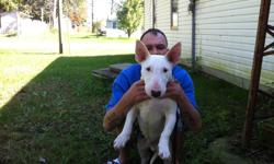 All white "Don Cherry" male stud purebred miniture English bull dog terrier.
6 months old, fully house broken with all shots and dewormed.
$1500.00 obo to a good home.
Call Tim for more info   226-346-1175