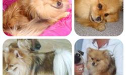Missing Pomeranian, answers to Keisha. Went missing April 16/2011 from home in east flat. 1000.00$ reward for her return or a tip leading to her return. She is loved and missed dearly.
This ad was posted with the Kijiji Classifieds app.