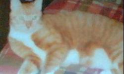 My 17 yr. old boy is still missing! Louis is an orange tabby with white on his paws, neck and belly. He is a nuetered male and is quite thin in the hip area due to his age. Louis has never been outside and decided to jump out of a low open window on