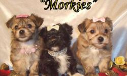 Only 1beautiful Morkie female available. She is carmel cream in color with white accents. These pups are non-shedding and hypo-allergenic. They should reach a mature weight of 5-6 pounds. They are very loving and have playful personalities. Vet check,