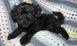 I am small but mighty, and can wrestle with the big boys. I have had my fist set of vaccinations and my first deworming. I am eating hard kibble and am. fully weaned. My mom is a black bichon shih ztu weighing about 11 pounds. My Dad is a chocolate poodle