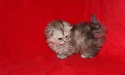 Silver Shedded Napoleon Standard Munchkin femail kitten (folded ears, green eyes) -$1000
Cream colour , short hair, straight ears, Standard Munchkin male - $700
vaccinated, de-wormed, go as a PETS only with Contract.
Price firm